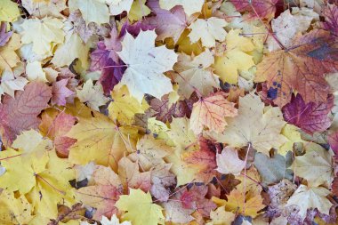 Renkli acer akçaağaç bir arka plan olarak yaprakları