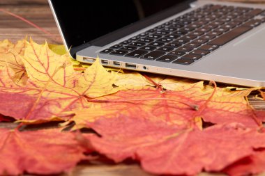 Bir tablo üzerinde renkli sonbahar yaprakları üstünde laptop