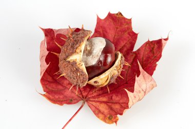 Beyaz zemin üzerine kırmızı akçaağaç yaprağı üzerinde izole kestane