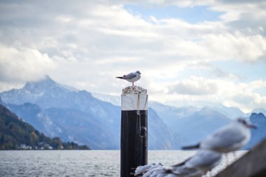 Sea gulls at lake Traunsee in Gmunden clipart