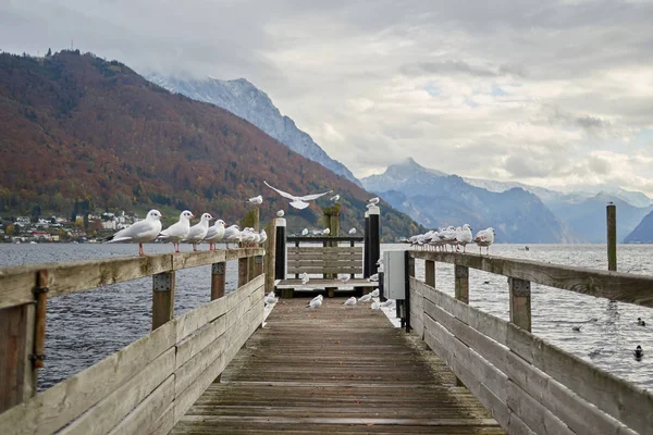 Mewy na jezioro Traunsee w mieście Gmunden — Zdjęcie stockowe