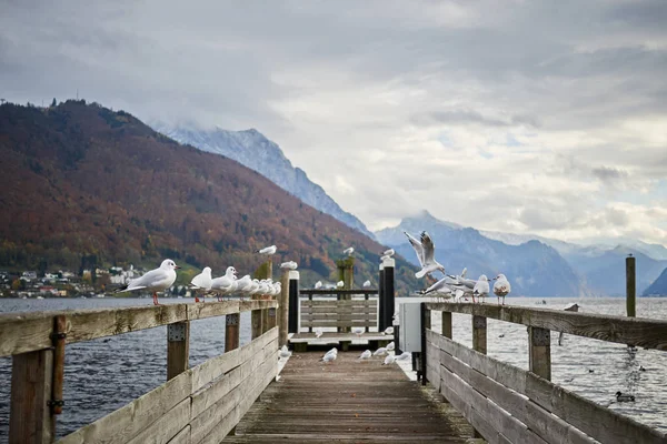 Gaviotas en el lago Traunsee en Gmunden —  Fotos de Stock