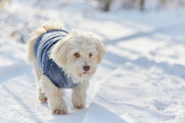 Beyaz havanese köpek içinde belgili tanımlık kar