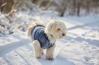 Beyaz havanese köpek içinde belgili tanımlık kar