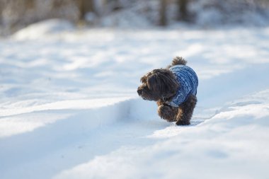 Karda yürüyen siyah havanese köpek
