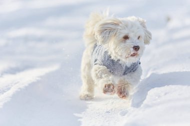 Karda çalışan beyaz havanese köpek