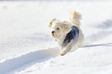 Beyaz köpek kışın karda koşma