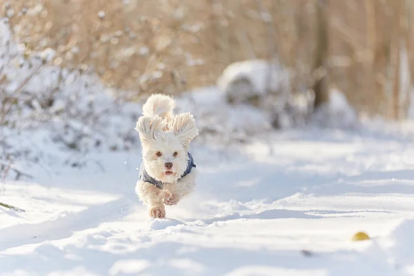 Cane bianco avanese che corre nella neve — Foto Stock