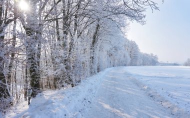 Güzel kış manzarası ile beyaz ağaçlar