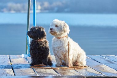 Göl Attersee iskelede havanese köpek