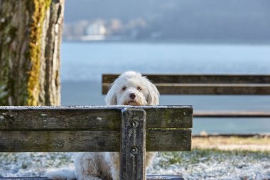 Göl Attersee iskelede havanese köpek