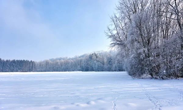 美丽的冬天景观与白树 — 图库照片