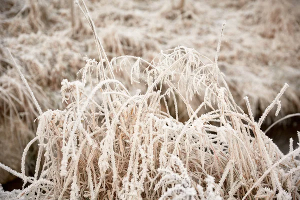 Vorst en ijs op planten in de winter — Stockfoto