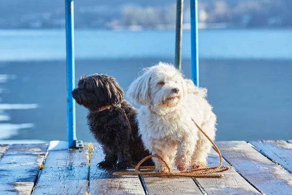 호수 아 테 시에 부두에 havanese 개 — 스톡 사진