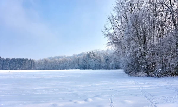 Beautiful winter landscape with white trees Stock Picture