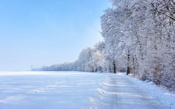 Beautiful winter landscape with white trees Stock Image