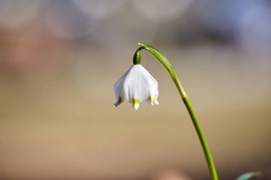 Kardelen çiçek bahar doğa