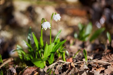 Kardelen çiçek bahar doğa
