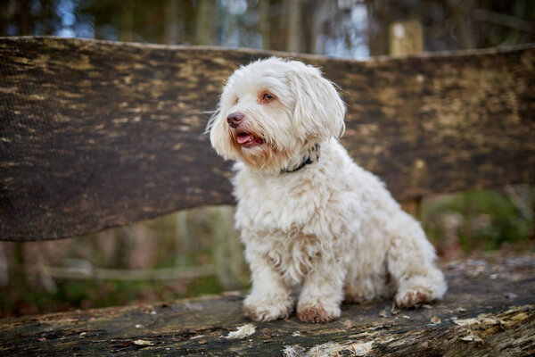 Havanese dog sitting on a wooden bench