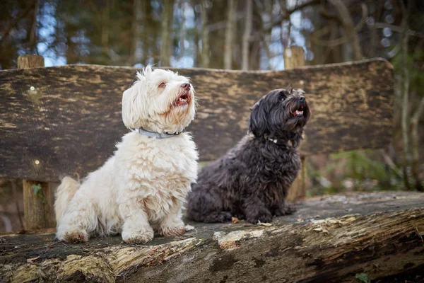 Havanese cão sentado em um banco de madeira — Fotografia de Stock