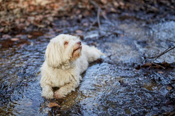 Küçük nehirde yalan havanese köpek