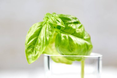 Beyaz duvar önünde glas basilicum