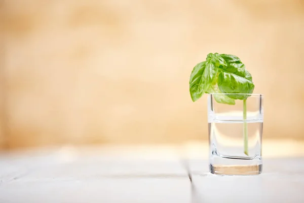 Basil on white table in front of brick wall — Stock Photo, Image