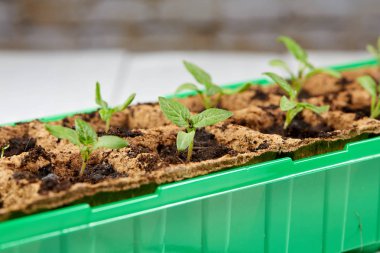 Domates fidesi evde büyüyen