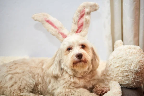 Anjing Havanese dengan telinga kelinci Paskah Stok Foto