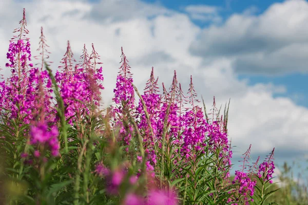 Campo Hermoso Brillante Con Flores Ivan Tea Kipreya Bajo Cielo —  Fotos de Stock