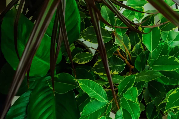 Pencere pervazında kapalı bir bitki var. Ev çiçeğinin ilkbahar yeşillikleri. Dracena ve incir ağacından taze yapraklar. Pencerede saksı bitkisi