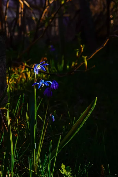 Arka planda, ılık bahar güneşinin ışıltısında mavi kır çiçeği ve çimen siyah bir gölgedir. Güzel dikey kompozisyon