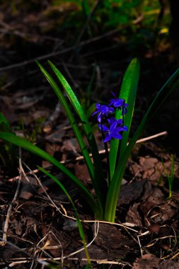 Baharın başında mavi kır çiçeği. Şafakta taze yeşillikler. Yaşam alanı, bitki örtüsü.