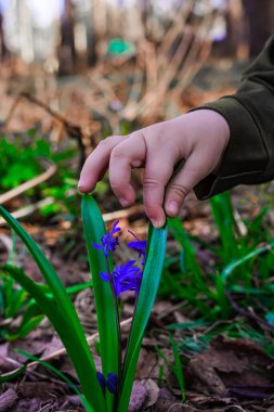 Baharın başında mavi kır çiçeği. Şafakta taze yeşillikler. Yaşam alanı, bitki örtüsü. Çocuk eli