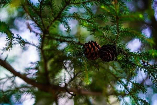 Two young cones on a coniferous tree with small healed needles. A clear blue sky shines through the branches of a tree. The beginning of a new life in spring