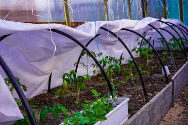 Genç domates baharın başlarında köydeki bir serada filizlenir.