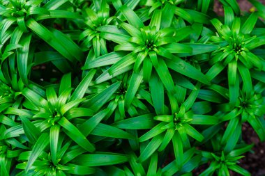 Doğal çevredeki yeşil bitkilerin dokusu, açıklık, alan, park, köy