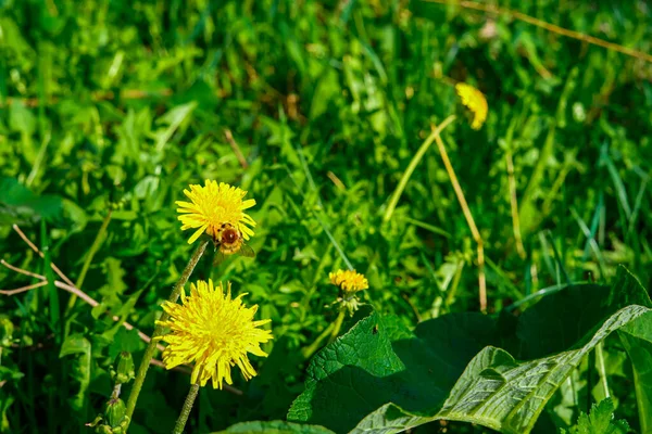 緑の草の中に黄色のタンポポと小さなバンブルビー 蜂は蜜を得る 野生の小さな昆虫 自然は美しい — ストック写真