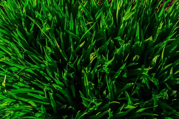 Зеленая Трава Твердом Солнечном Свете Вид Сверху Природная Текстура Зелени — стоковое фото
