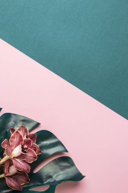 Renkli arka planda yeşil mavi palmiye yaprakları ve pembe orkide çiçeğinin çiçek bileşimi.