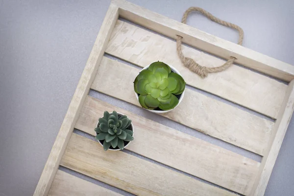 Tiny plants in a wooden tray. Two succulents, house plants on grey background with tray from wood.