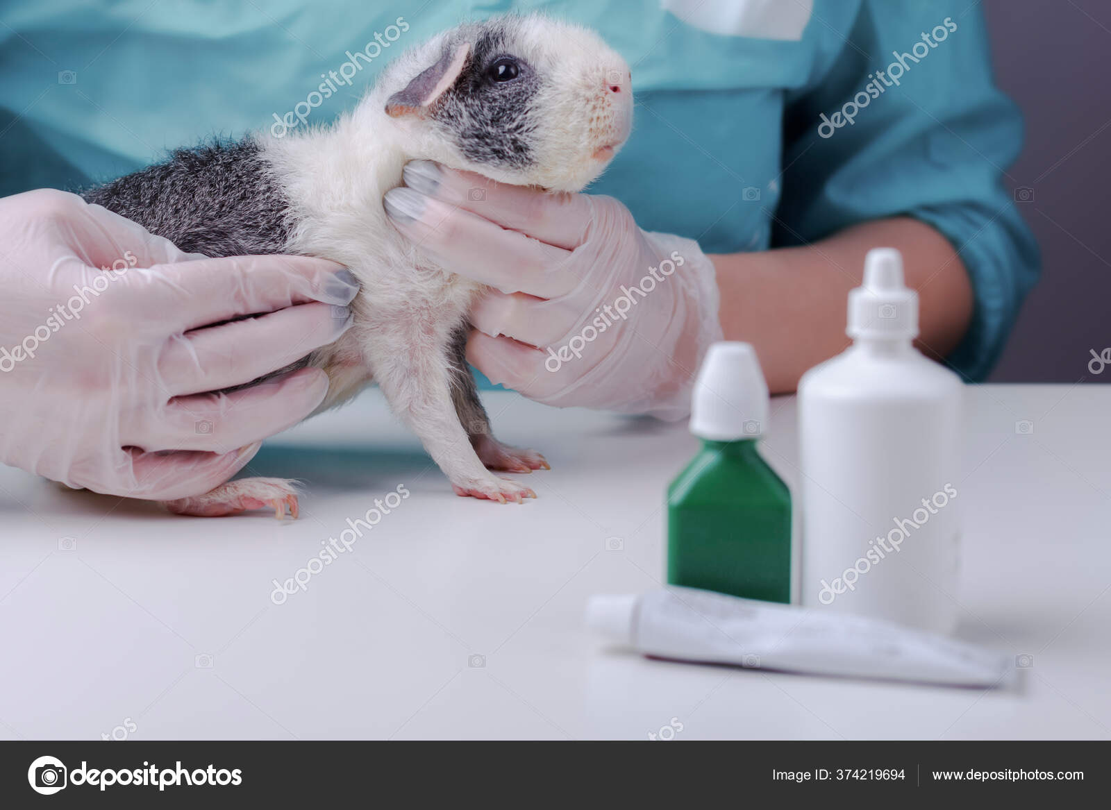 Биологическую пробу на морских свинках. Хомячок у ветеринара. Ветеринар для морской свинки одинцово. Ветеринар женщина держит в руках морскую свинку. Морская свинка у ветеринара.