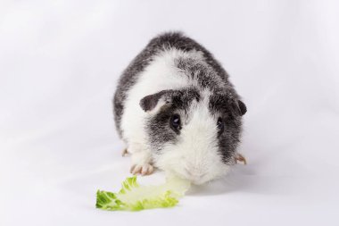 Beyaz kumaşlı Amerikan ayısı kobayı. Salata ye..