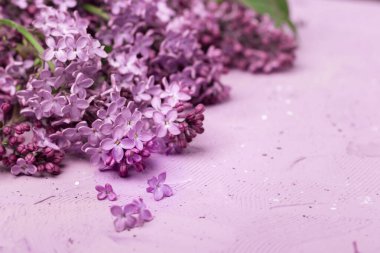 Doku arka planında mor leylak çiçekleri. Leylak çiçekleri baharda açar.