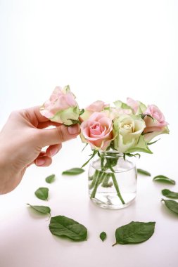Beyaz üzerine taze pembe güller. Gül tutan, vazoya yerleştiren kadın..