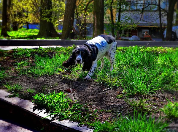 Köpek çimenlerde koşar.