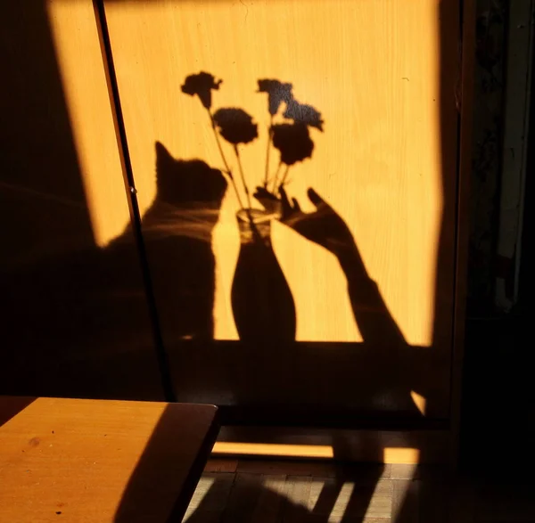 Kedi ve çiçek şeklinde bir gölge.