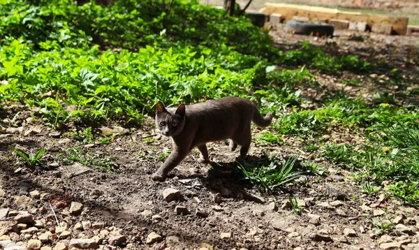 Bir kedi boş bir bahçede yürüyor.