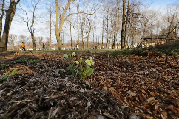 Parktaki ilk bahar çiçeği.