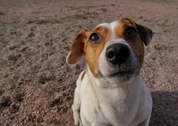 Tatlı köpek eğitime bakıyor.
